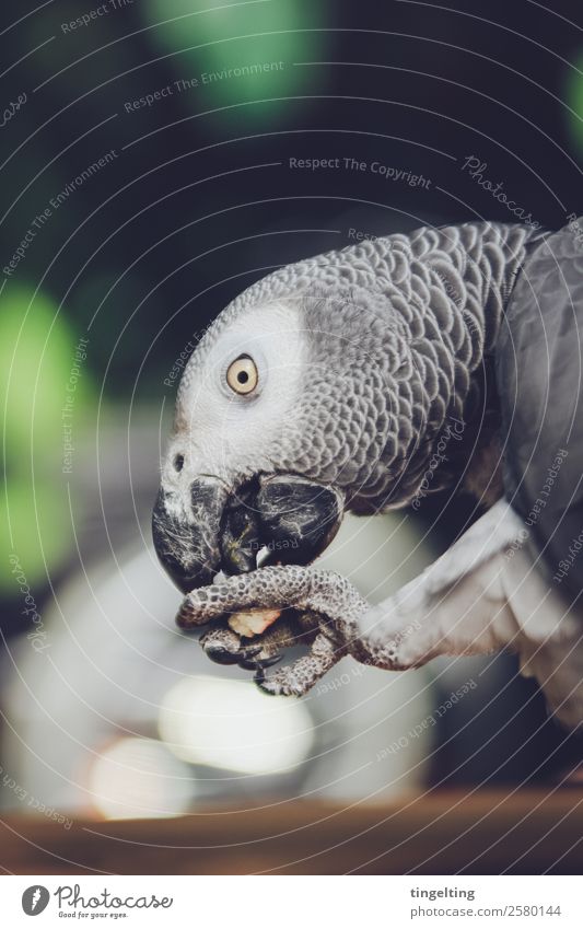 hungrig Natur Tier Vogel Flügel Papageienvogel 1 Essen füttern exotisch Glück gelb grau grün Auge Metallfeder Schnabel Zunge Farbfoto Gedeckte Farben