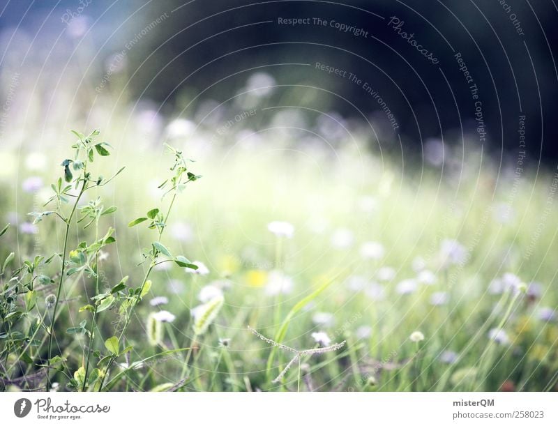 So Flauschig! Kunst ästhetisch Wiese Gras Gräserblüte ruhig Meditation Erholung Waldlichtung grün saftig frisch Frühling weich zart Halm fantastisch