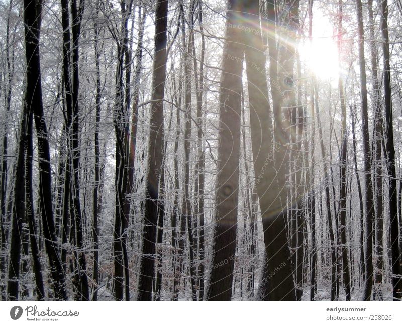 Winterwald Schnee Winterurlaub Skipiste Umwelt Natur Landschaft Tier Sonne Sonnenlicht Schönes Wetter Pflanze Baum Wald Holz frieren kalt Wärme braun schwarz