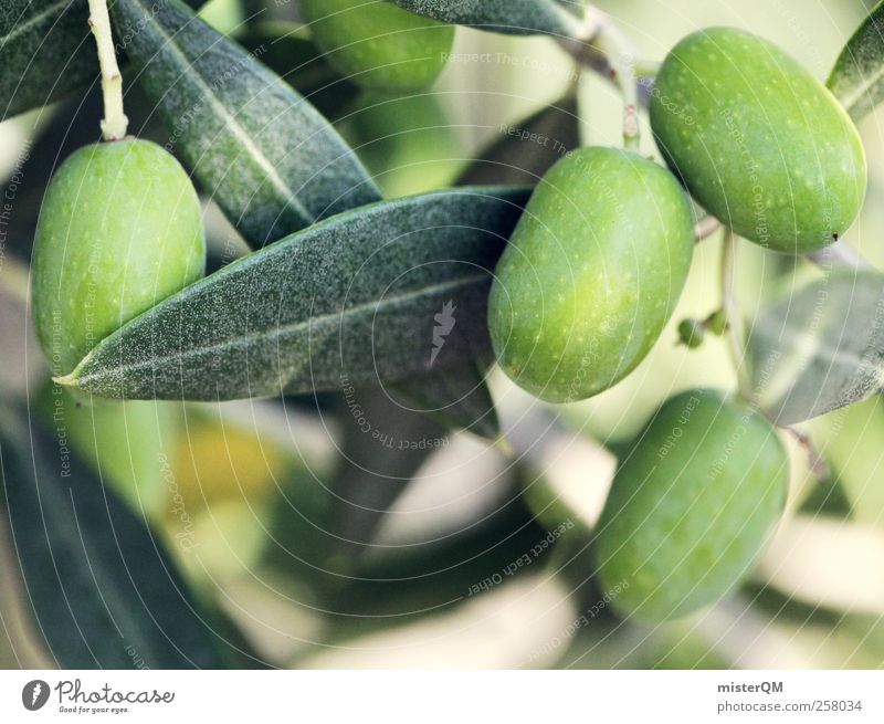 Grünes Gold. Umwelt Natur Landschaft Pflanze Klima Schönes Wetter ästhetisch frisch Wachstum Ernte Oliven Olivenöl Olivenbaum Olivenhain Olivenblatt Olivenernte