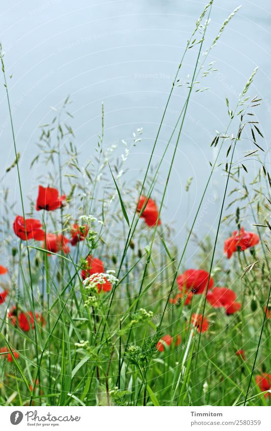 Mohnblumen zum Geburtstag Umwelt Natur Urelemente Wasser Pflanze Gras Mohnblüte Wiese Blühend Wachstum natürlich blau grün rot Gefühle Lebensfreude Neckar