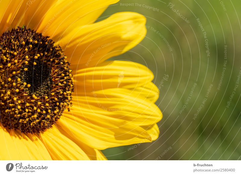 Sonnenblume Sommer Garten Landwirtschaft Forstwirtschaft Pflanze Blatt Blüte Nutzpflanze Freundlichkeit Fröhlichkeit gelb grün Optimismus Kraft Warmherzigkeit