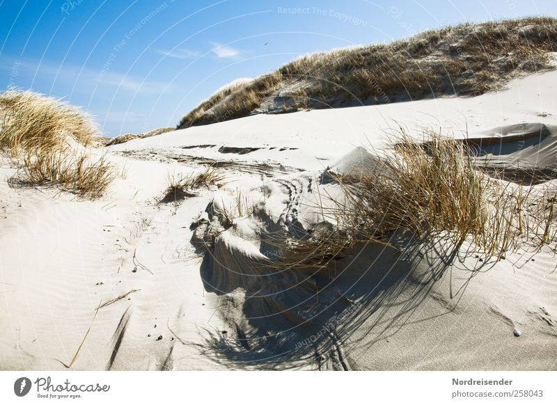 Spiekeroog | Strukturen Leben Sinnesorgane Sommer Sommerurlaub Sonne Natur Landschaft Pflanze Sand Gras Strand Nordsee Linie Streifen frisch nachhaltig blau