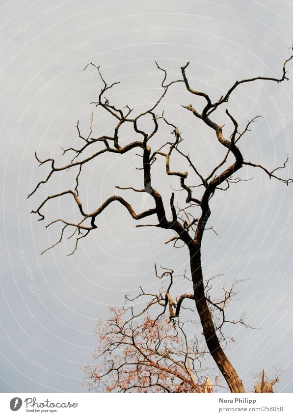 abstract nature art Umwelt Natur Pflanze Luft Wolkenloser Himmel Winter Wetter Baum Blatt Menschenleer Wachstum eckig Traurigkeit Trauer Einsamkeit