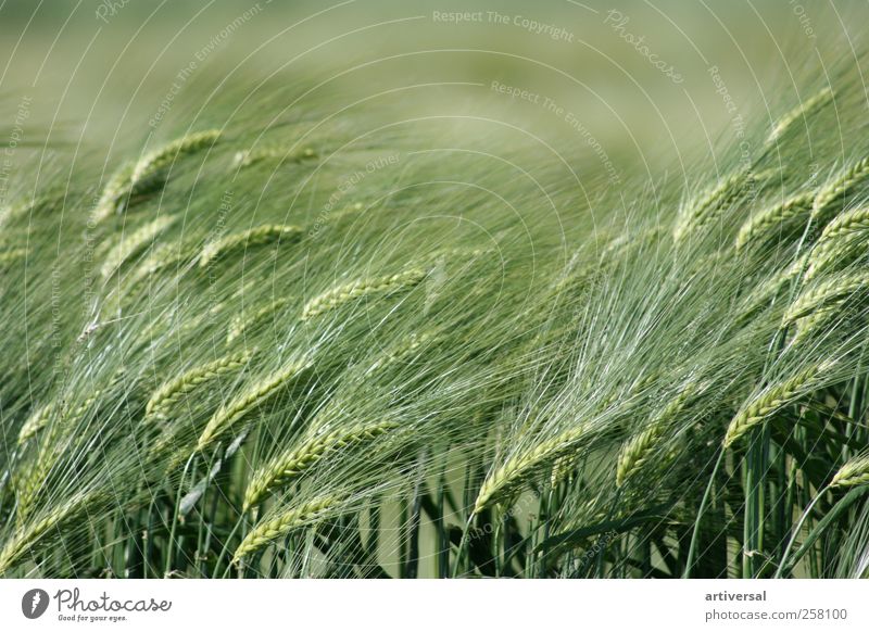 Ähren im Frühsommer Natur Tier Sommer Pflanze Nutzpflanze Feld Gefühle Weizen Weizenfeld Weizenähre Grünpflanze grün Farbfoto Außenaufnahme Nahaufnahme