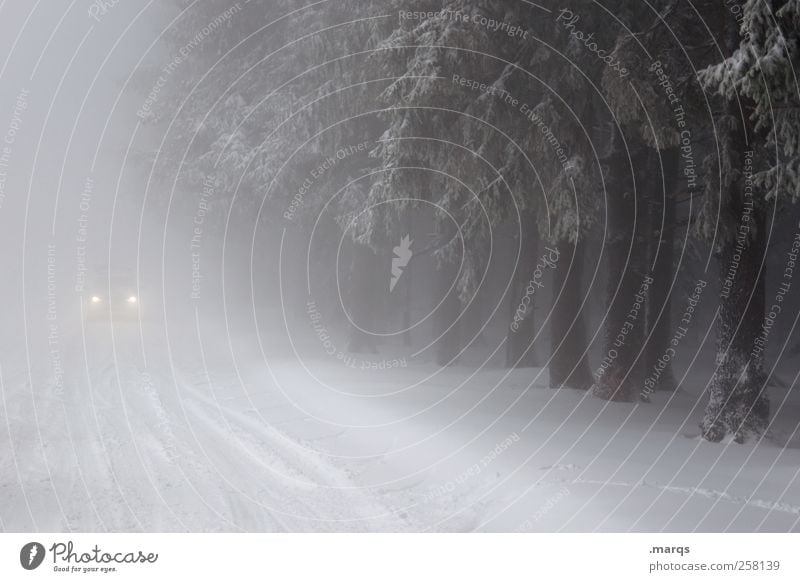 Geisterfahrer Umwelt Natur Landschaft Winter Klimawandel schlechtes Wetter Nebel Schnee Wald Verkehr Verkehrsmittel Verkehrswege Autofahren Wege & Pfade PKW