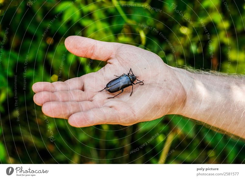 Hand hält Käfer in der Hand Lifestyle Freizeit & Hobby Ferien & Urlaub & Reisen Junger Mann Jugendliche Erwachsene Leben Arme 18-30 Jahre 30-45 Jahre Umwelt
