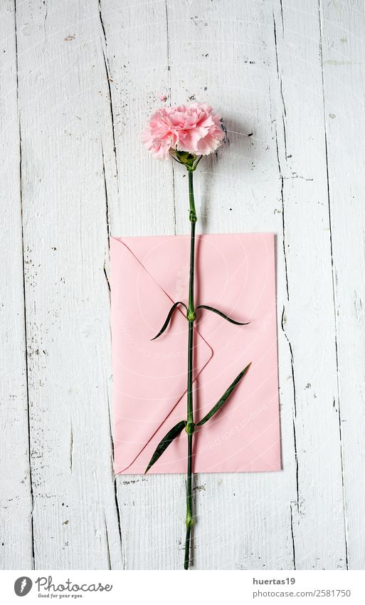 Blumen auf weißem Hintergrund. Flache Verlegung elegant Stil Design Feste & Feiern Valentinstag Geburtstag Natur Blatt Blumenstrauß Liebe natürlich rosa