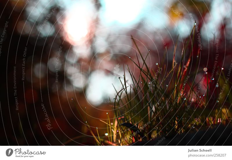 Sphärenhauch Pflanze Wassertropfen Sonne Herbst Schönes Wetter Gras Sträucher frisch glänzend Wärme blau grün rot schön Reinheit ästhetisch Idylle Farbfoto
