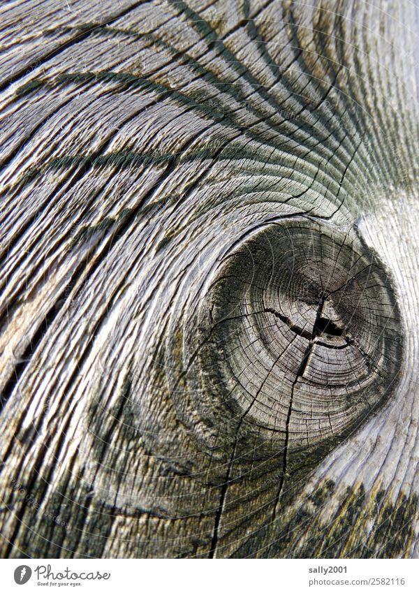 Alterserscheinungen... Baum alt trocken Senior Holz Holzbrett verwittert Astloch Jahresringe Furche grau Natur Vergänglichkeit Verfall Pfauenfeder Farbfoto