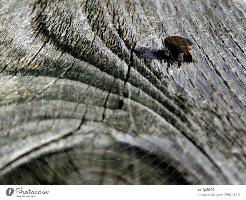 Zusammenhalt... Baum grau Holz Nagel Rost festhalten Jahresringe verwittert Astloch spreißel Farbfoto Außenaufnahme Menschenleer Tag