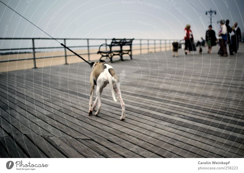 Sunday walk on the Boardwalk. Ferien & Urlaub & Reisen Ausflug Strand laufen Hund Linie Holz Spaziergang Promenade Coney Island New York City Farbfoto