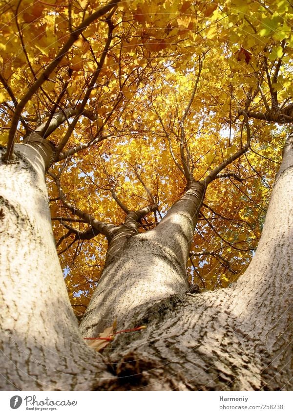 Baumkrone Natur Pflanze Herbst Schönes Wetter Wald braun gelb Sicherheit Schutz Geborgenheit Hoffnung Idylle Baumstamm Baumrinde Blätterpracht Farbfoto