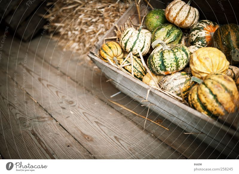 Pumpkinners Lebensmittel Gemüse Bioprodukte Vegetarische Ernährung Dekoration & Verzierung Feste & Feiern Halloween Herbst klein natürlich niedlich rund gelb