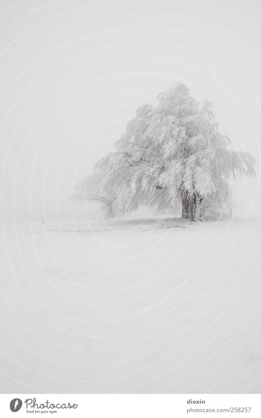 Baumloben | Winterbuchen Pt.1 Ferien & Urlaub & Reisen Ausflug Abenteuer Schnee Winterurlaub Umwelt Natur Landschaft Pflanze Klima Wetter schlechtes Wetter