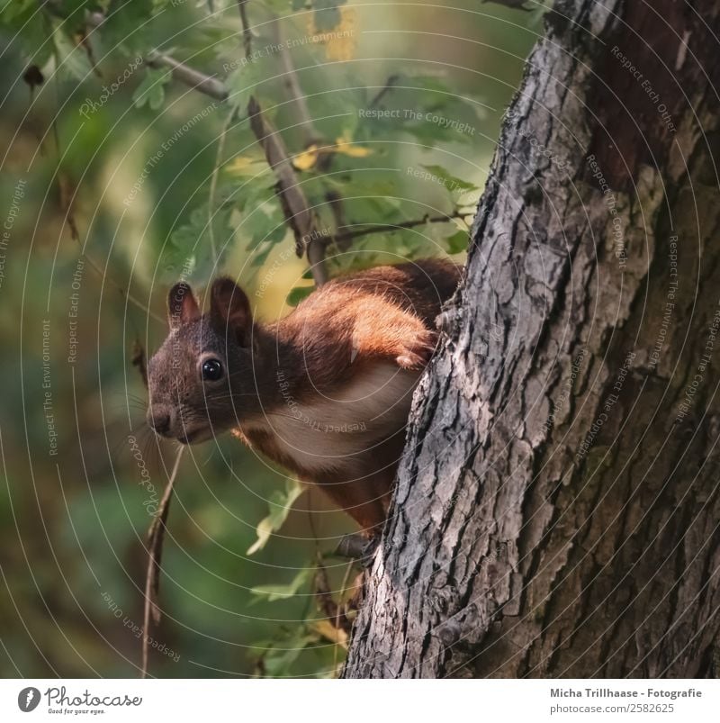 Neugieriges Eichhörnchen am Baumstamm Natur Tier Sonnenlicht Schönes Wetter Blatt Wald Wildtier Tiergesicht Fell Pfote Ohr Auge 1 beobachten Blick Fröhlichkeit