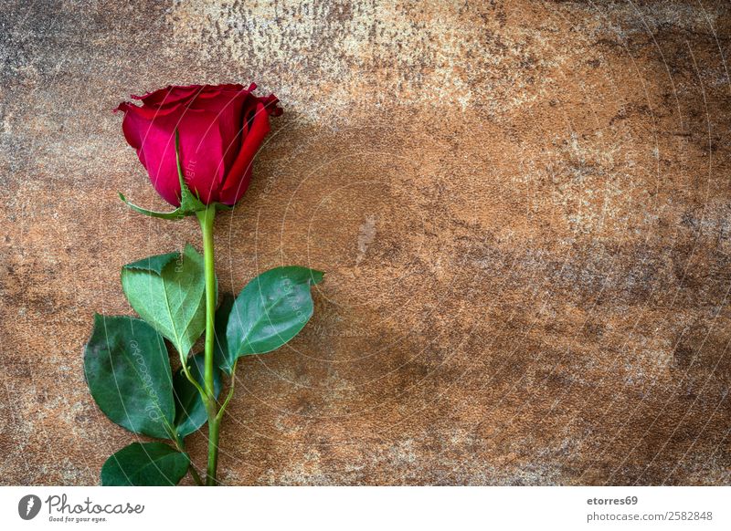 Rote Rosen auf rostigem Hintergrund Feste & Feiern Valentinstag Muttertag Hochzeit Blume natürlich rot Natur Romantik Liebe Rost Textfreiraum Blütenblatt Blatt