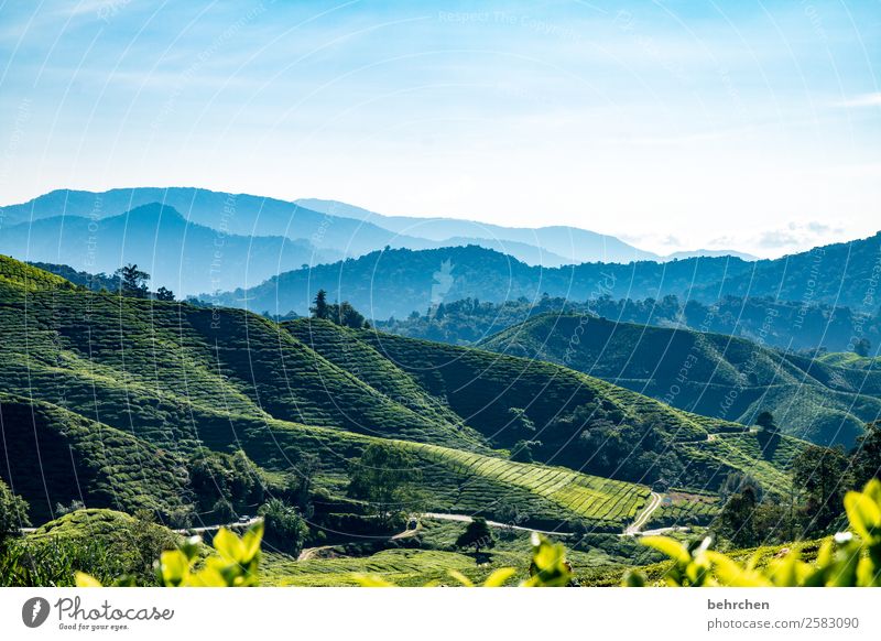 genuss pur Ferien & Urlaub & Reisen Tourismus Ausflug Abenteuer Ferne Freiheit Natur Landschaft Himmel Pflanze Baum Blatt Nutzpflanze Teepflanze Teeplantage