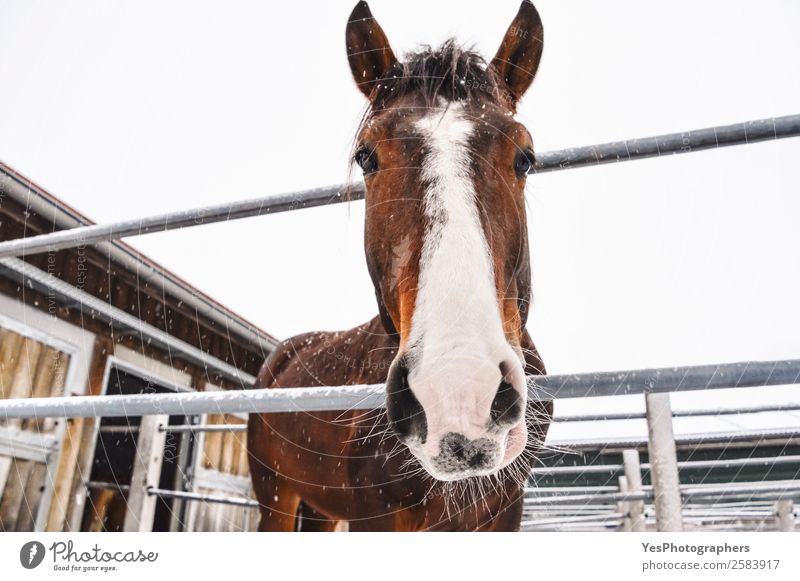 Pferd schaut auf die Kamera, während es schneit. Winter Schnee Natur Tier Schneefall Nutztier Tiergesicht Freundlichkeit kalt lustig niedlich braun weiß