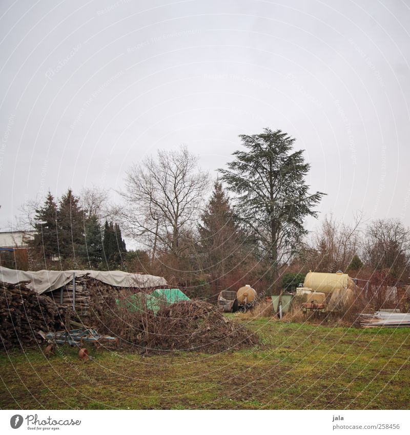 pampa Umwelt Natur Landschaft Pflanze Himmel Herbst Winter schlechtes Wetter Baum Gras Sträucher Grünpflanze Wildpflanze natürlich trist blau braun grün