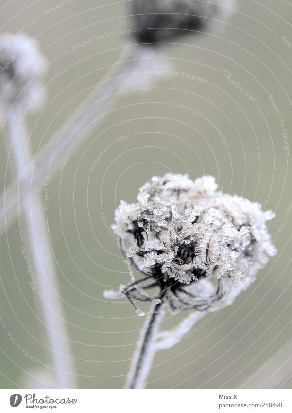 Frostig Umwelt Natur Winter Wetter Eis Pflanze Blume Sträucher Blatt Blüte kalt Raureif gefroren Farbfoto Gedeckte Farben Außenaufnahme Nahaufnahme Menschenleer