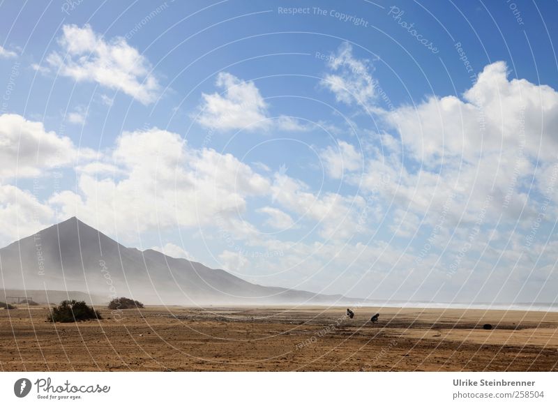 Cofete Natur Landschaft Sand Luft Wasser Himmel Wolken Schönes Wetter Wind Pflanze Sträucher Hügel Berge u. Gebirge Vulkan Küste Strand Insel Fuerteventura