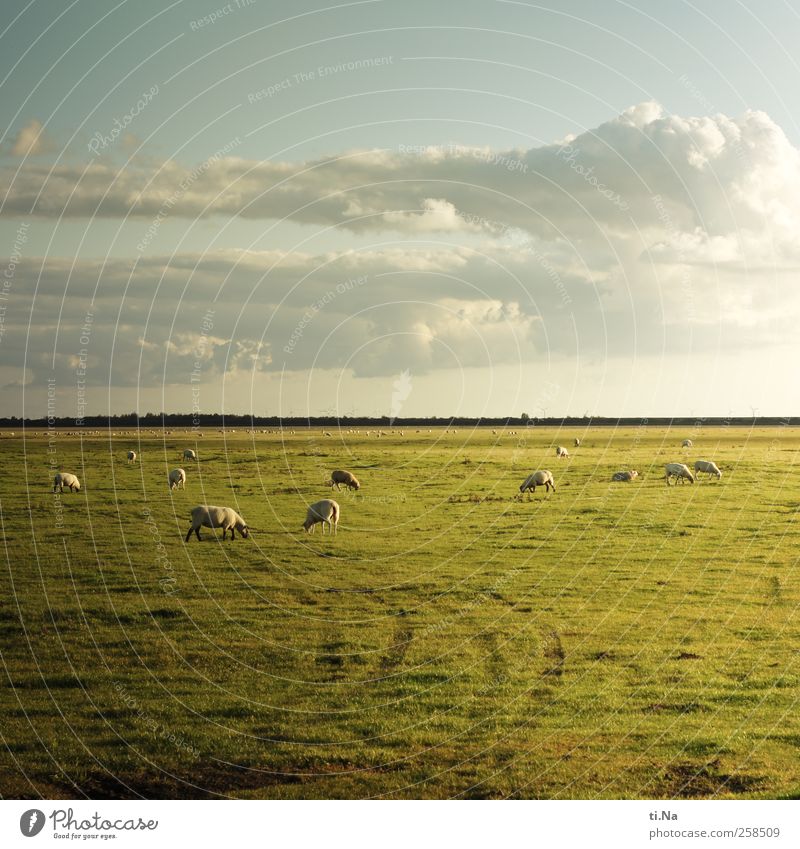 hinterm Horizont gehts weiter Gras Dithmarschen Schleswig-Holstein Nutztier Schaf Schafherde Tiergruppe Herde Fressen Unendlichkeit blau grün Tourismus