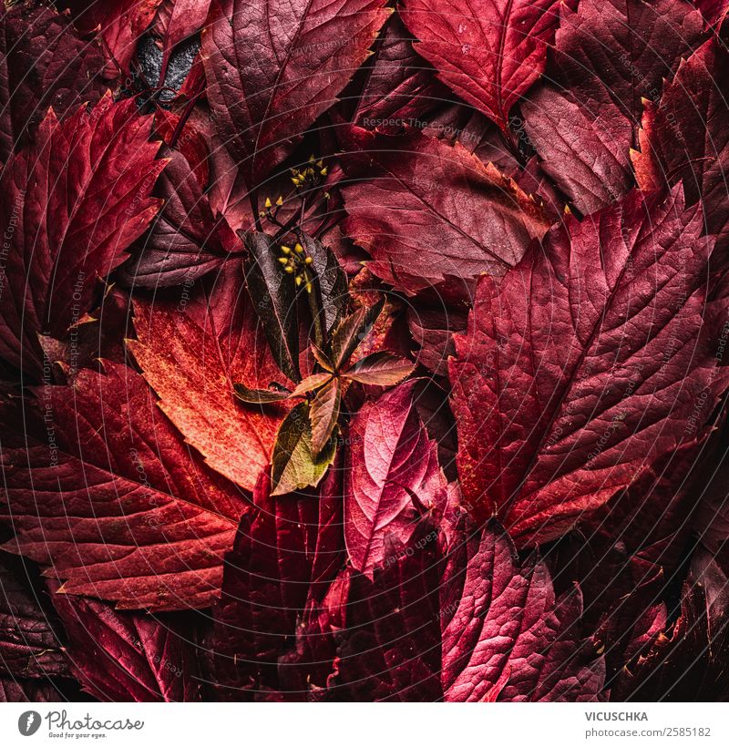 Rote Herbstblätter Stil Design Natur Blatt Dekoration & Verzierung Hintergrundbild September Herbstlaub rot Oktober November dunkel Farbfoto Studioaufnahme