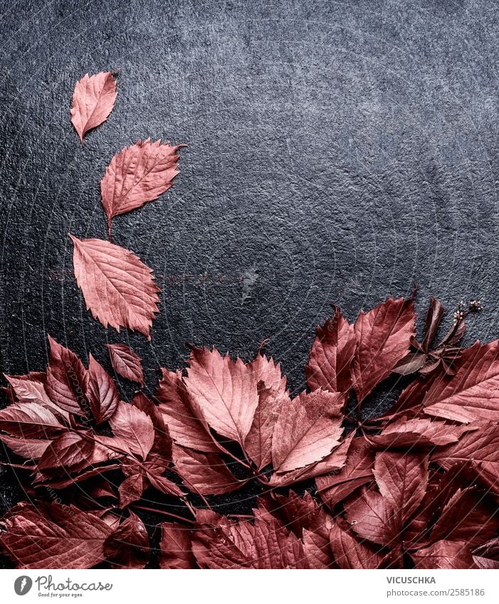 Herbstlaub auf schwarze Hintergrund Stil Design Dekoration & Verzierung Natur Pflanze Blatt Ornament retro Hintergrundbild Entwurf September Oktober November