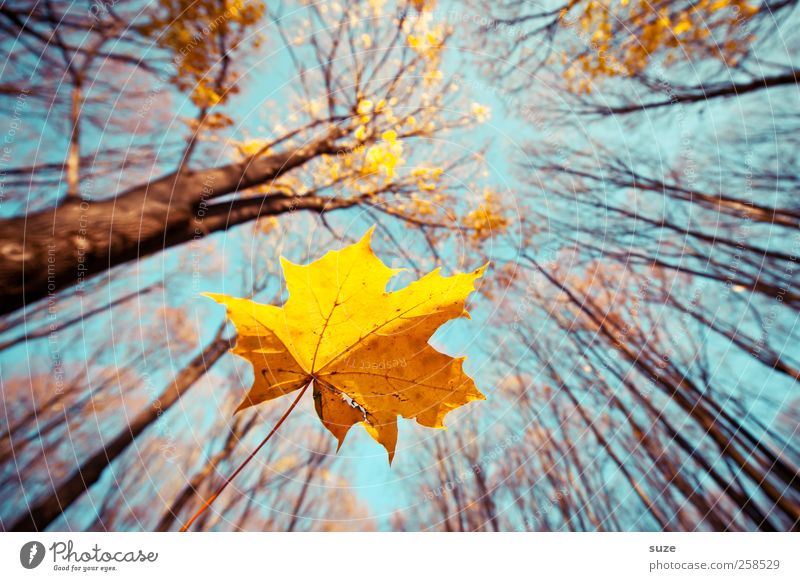 Air Mail Landwirtschaft Forstwirtschaft Umwelt Natur Landschaft Pflanze Urelemente Luft Himmel Herbst Klima Schönes Wetter Baum Blatt Wald fallen leuchten groß