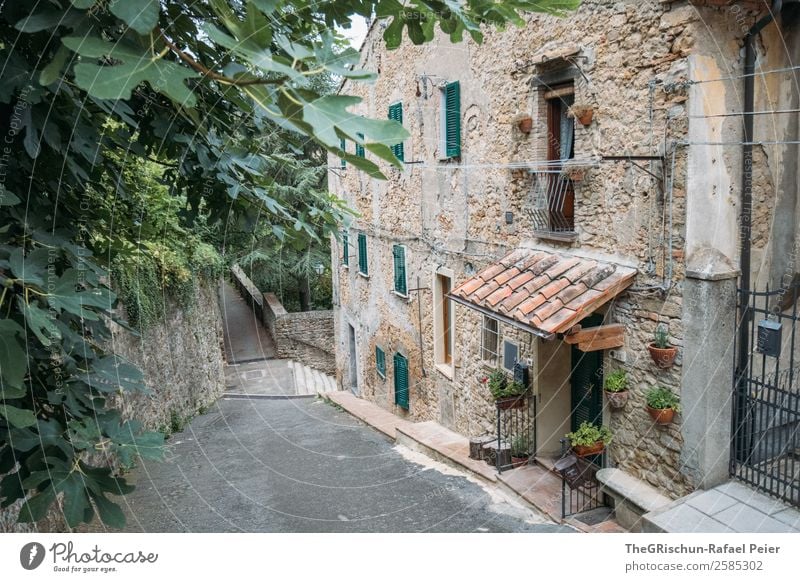 Haus Dorf Kleinstadt braun grau grün schwarz Pflanze Baum Stein Toskana Reisefotografie Italien Fenster entdecken Farbfoto Außenaufnahme Menschenleer