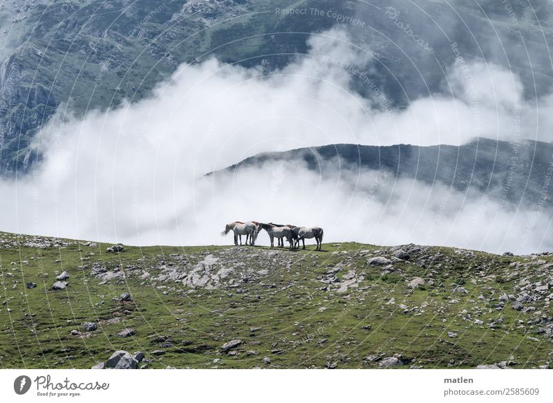 Wolken ohne Himmel Landschaft Sommer Gras Felsen Berge u. Gebirge Gipfel Tier Nutztier Pferd Herde hoch blau braun grau grün weiß karg Farbfoto Außenaufnahme
