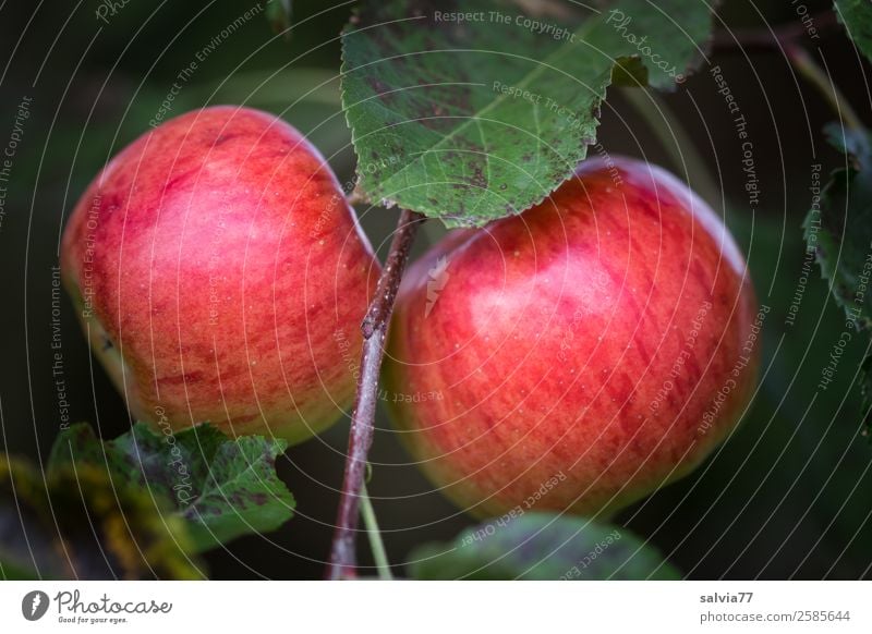 Zwillinge Lebensmittel Apfel Ernährung Bioprodukte Vegetarische Ernährung Natur Herbst Pflanze Blatt Obstgarten hängen leuchten frisch Gesundheit gut lecker