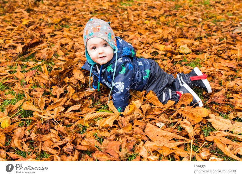 Ein Baby, das durch die Herbstblätter im Wald kriecht. Lifestyle Freude Glück schön Gesicht Kind Mensch Kleinkind Kindheit 1 1-3 Jahre Natur Blatt Park Lächeln