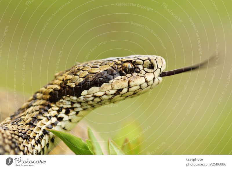 Makroporträt einer seltenen Wiesenotter schön Natur Tier Schlange wild braun Angst gefährlich Natter Kopf Zunge giftig Vipera ursinii farbenfroh Lebewesen