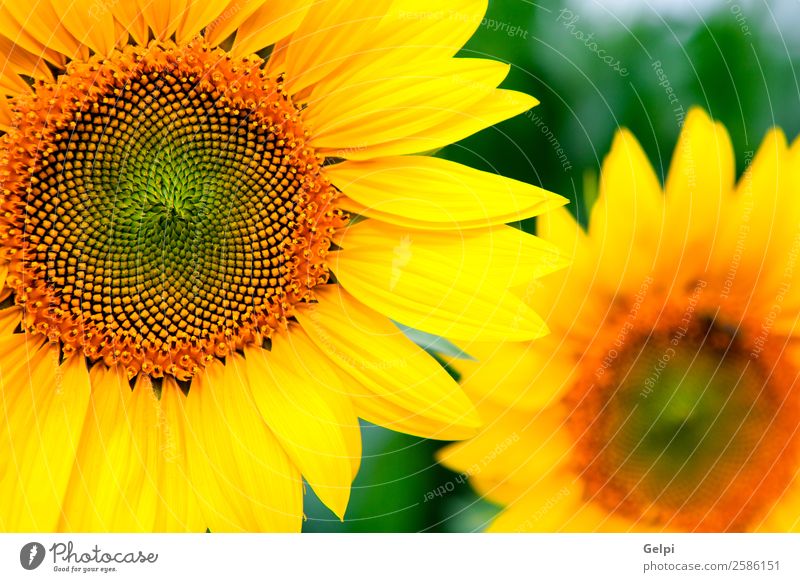 Bild von schönen Sonnenblumen Sommer Garten Natur Landschaft Pflanze Himmel Blume Blatt Blüte Wiese Wachstum hell natürlich gelb grün Farbe Feld Ackerbau