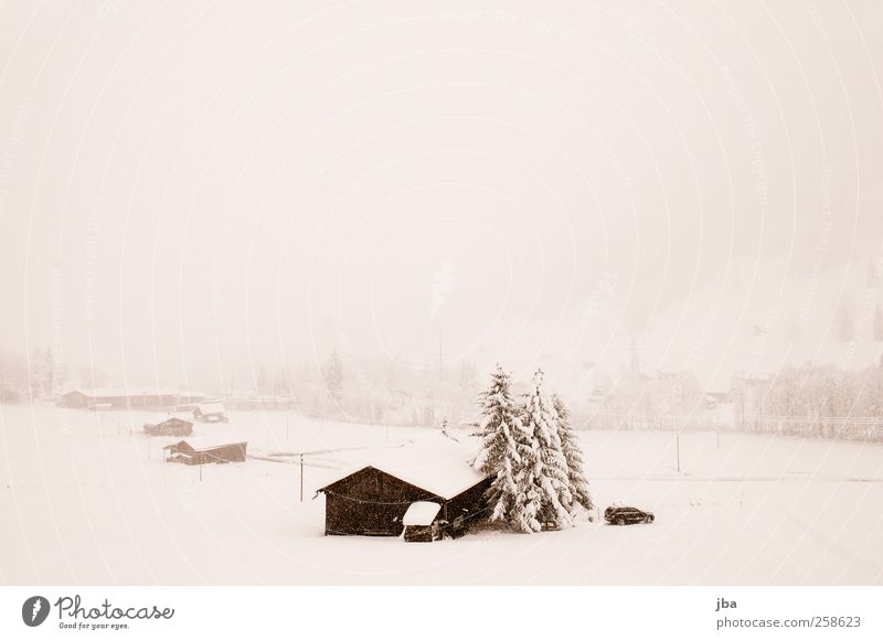 Schneetreiben ruhig Winter Winterurlaub Berge u. Gebirge Haus Natur Landschaft Urelemente Wasser Schönes Wetter Sturm Nebel Schneefall Tanne Alpen Saanenland