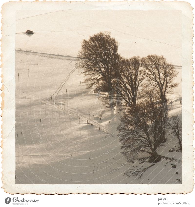 Andenken Landschaft Winter Schönes Wetter Schnee Baum Feld Wege & Pfade alt historisch hoch kalt schwarz weiß ruhig Verfall Vergangenheit sepiafarben Fotopapier