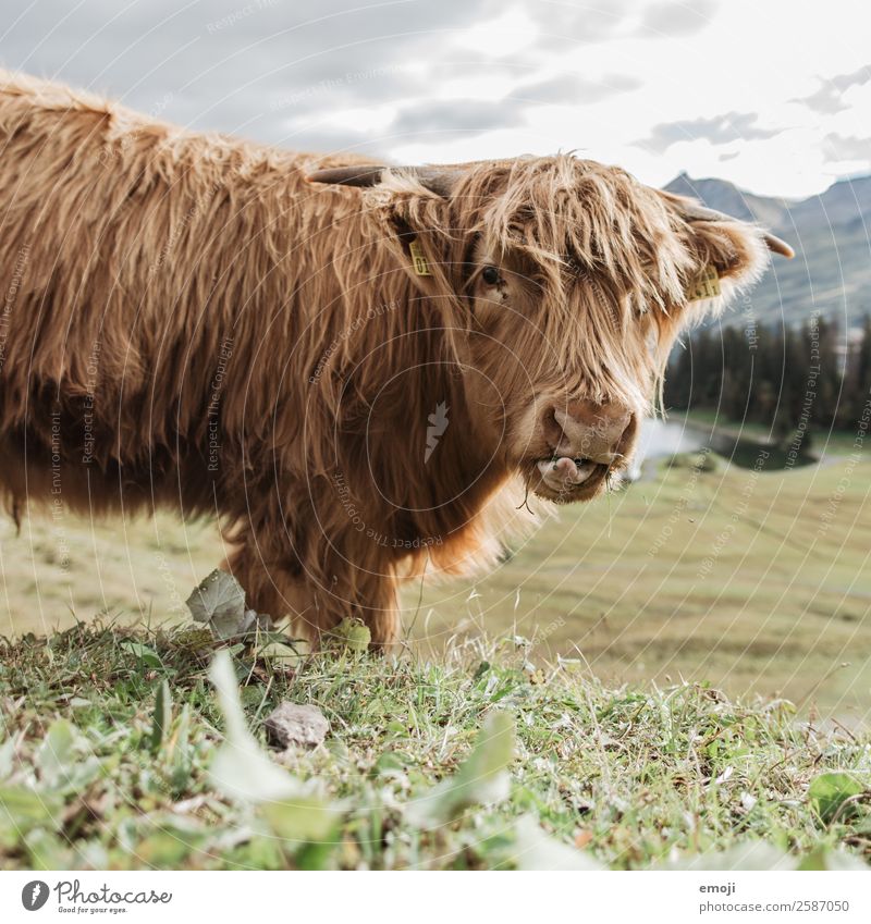 Schottisches Hochlandrind Natur Tier Nutztier Kuh 1 Coolness lustig Wiederkäuer essen Neugier Farbfoto Außenaufnahme Menschenleer Tag Schwache Tiefenschärfe