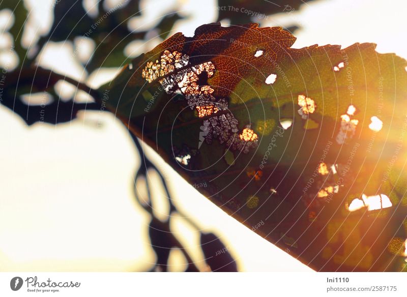 Blatt in Herbstsonne Natur Pflanze Sonnenlicht Schönes Wetter Baum Erlen Park Feld Wald braun mehrfarbig gelb grau grün schwarz weiß Gegenlicht Herbstfärbung