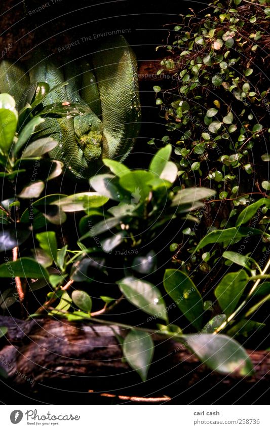 Schlange Zoo Pflanze Tier Baum Wildtier 1 entdecken Erholung bedrohlich grün Angst elegant Wassertropfen verstecken Farbfoto mehrfarbig Außenaufnahme