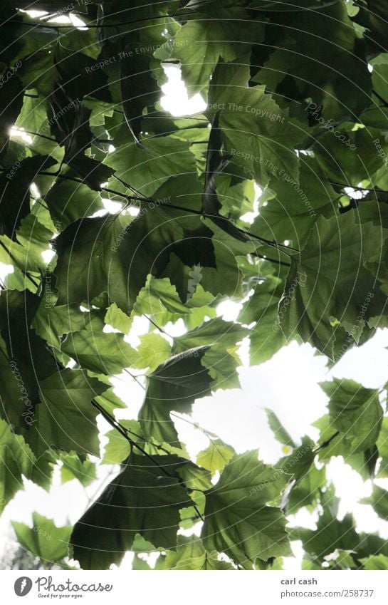 Blätter Natur Pflanze Sommer Baum Grünpflanze hell strahlend Strahlung Blatt Blätterdach Farbfoto Außenaufnahme Experiment Strukturen & Formen Menschenleer Tag