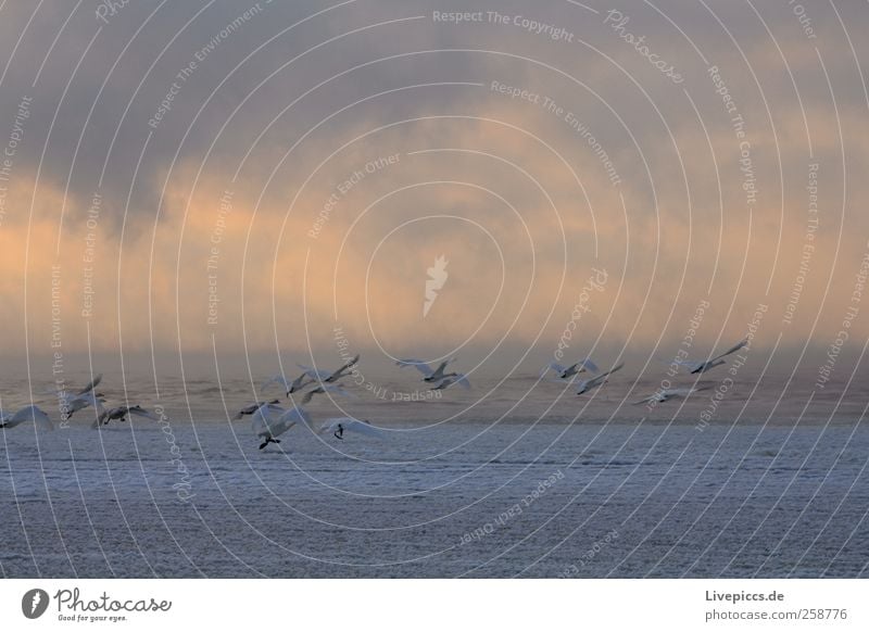 Warum fliegen wir nicht einfach nach Süden? Natur Wasser Wolken Sonnenaufgang Sonnenuntergang Winter Wetter Nebel Küste Seeufer Tier Vogel Tiergruppe Vögel