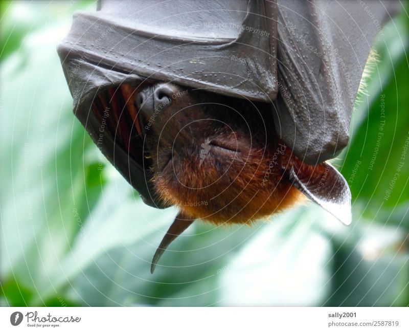 Wochenende... Tier Wildtier Flughunde Fledertiere 1 hängen schlafen exotisch Müdigkeit Erholung Asien zudecken gemütlich Tierhaut Tiergesicht Farbfoto