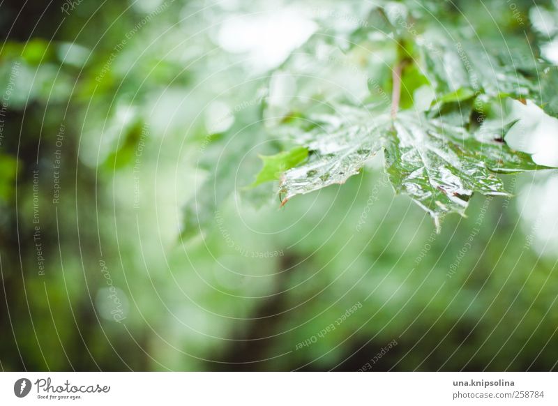 nach dem regen... Umwelt Natur Wassertropfen Herbst schlechtes Wetter Regen Pflanze Baum Blatt Ahorn Ahornblatt glänzend nass natürlich grün Stimmung Ewigkeit