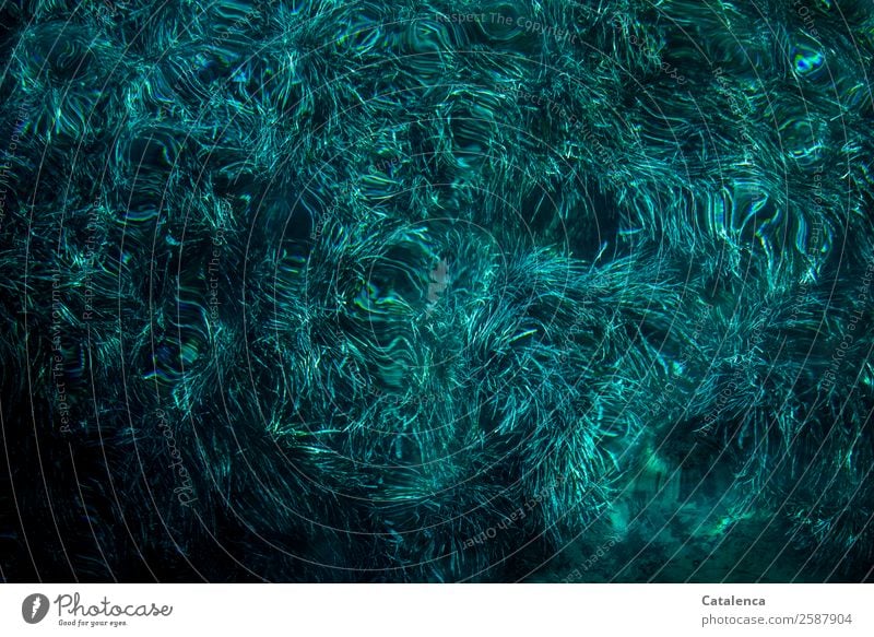 Moody Blue, das Seegras am Meeresboden Sommer Natur Pflanze Wasser Blatt Neptungras Algen Meeresgras Wellen Bewegung Wachstum Zusammensein schön maritim nass