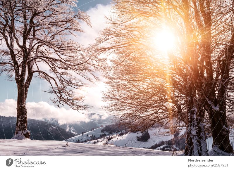 Winter Ferien & Urlaub & Reisen Tourismus Schnee Winterurlaub Berge u. Gebirge wandern Natur Landschaft Wolken Sonne Klima Schönes Wetter Nebel Eis Frost Baum