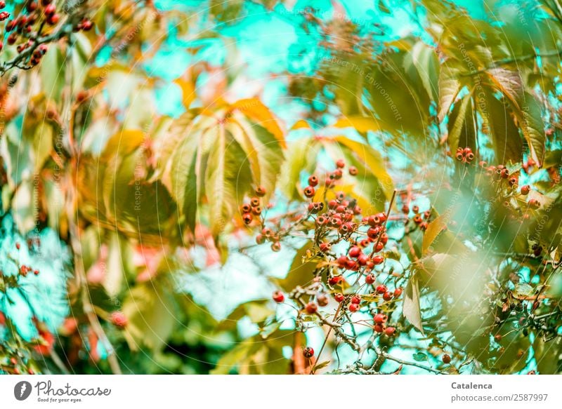 Beerdig, Beeren der Weissdornhecke im Herbst Natur Pflanze Himmel Schönes Wetter Sträucher Blatt Wildpflanze Wilder Wein Hecke Ranke Beerensträucher
