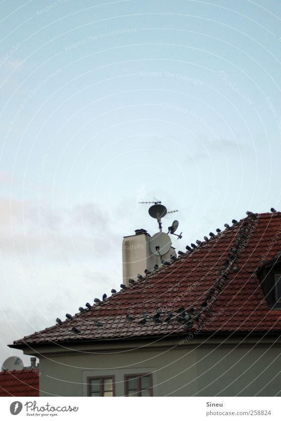Lieber Tauben auf dem Dach als einen Spatz in der Hand. Himmel Wolkenloser Himmel Schönes Wetter Haus Dachrinne Schornstein Antenne Satellitenantenne Vogel