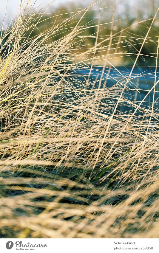 Am Ufer Umwelt Natur Pflanze Tier Schönes Wetter Gras Sträucher Wiese Küste Seeufer Flussufer ruhig Düne Dünengras abstrakt dünn trist Wildpflanze Schilfrohr